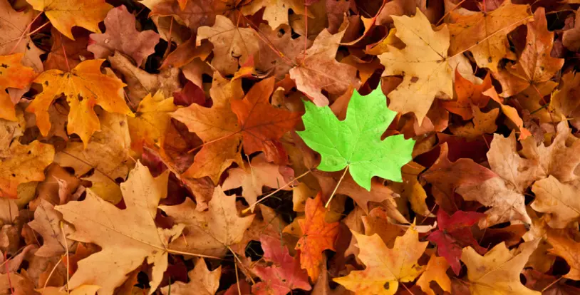 Stand out on your first day in landscaping